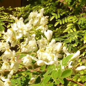 Moringa Blüten