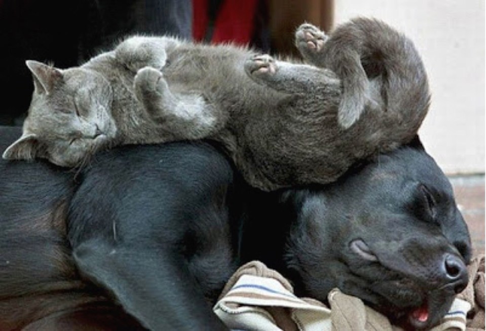 Katze Hund Schlaf Freunde