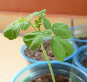Moringa