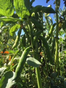 Ackerbohnenhülsen_am_Busch