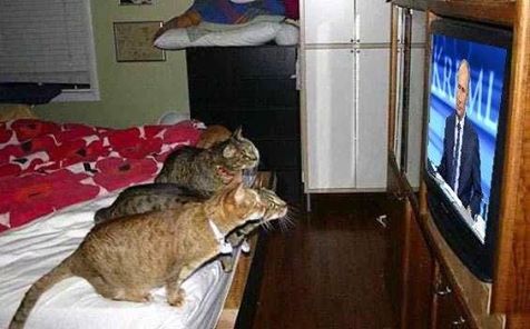 interessant katze putin