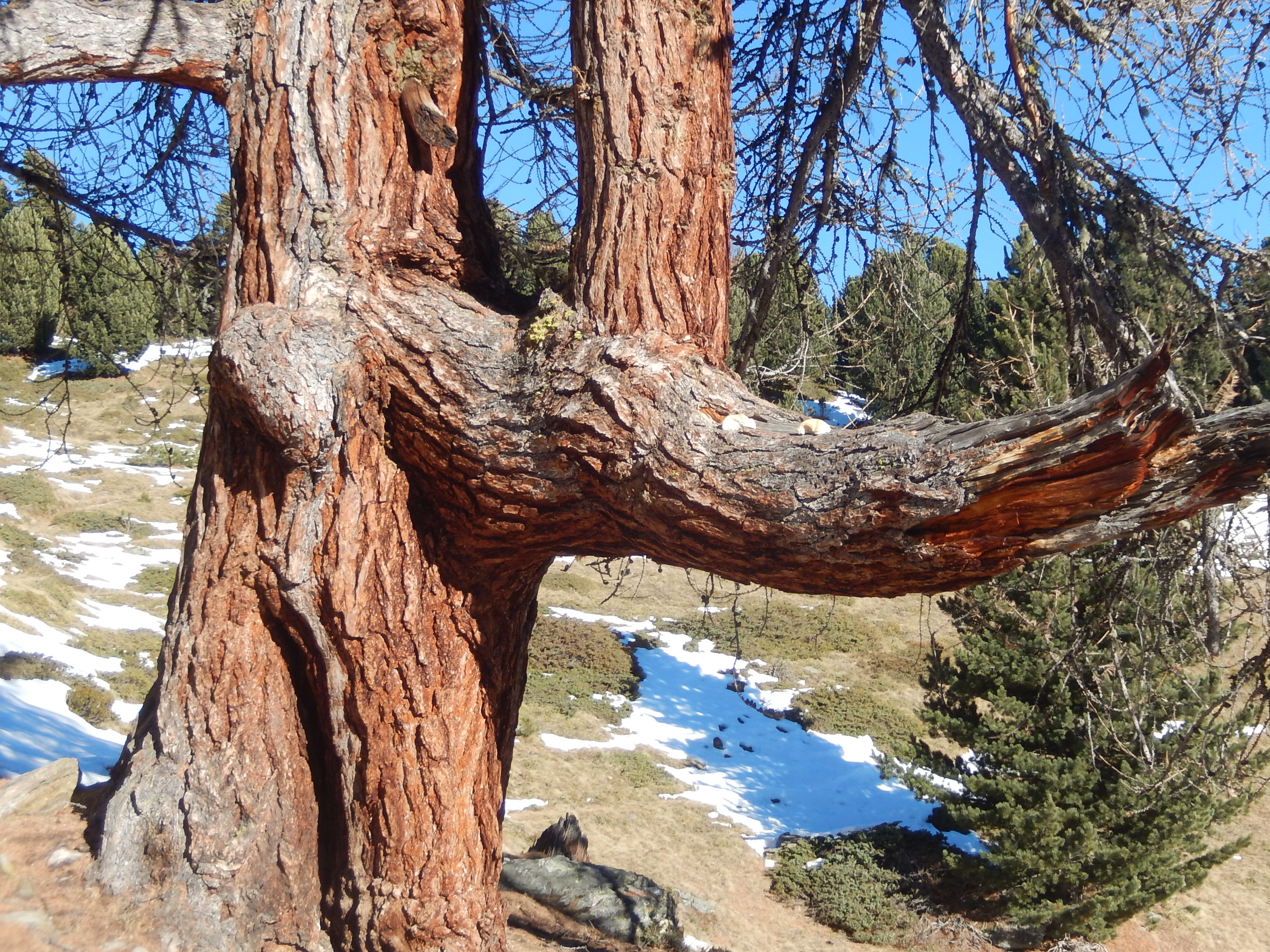 Baum Tirol Natur