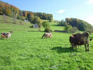 Die Kuh-Kids trinken ihre Milch