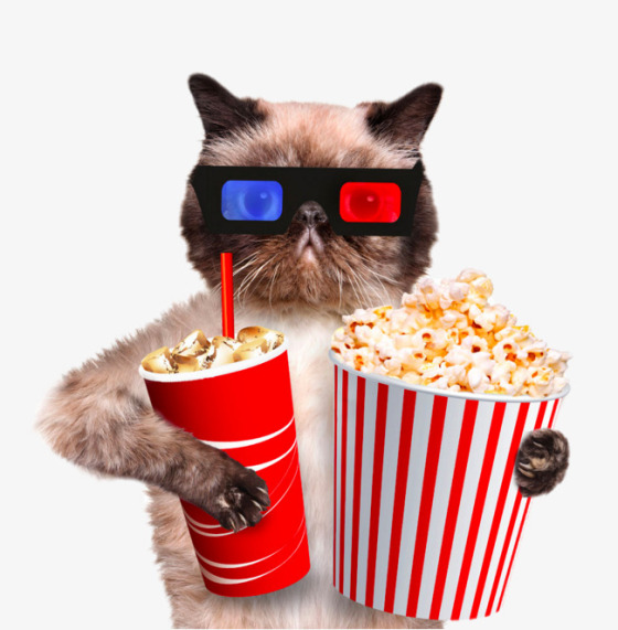 cat-popcorn-and-drink