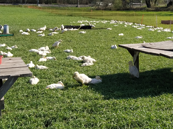 Die Enten freuen sich