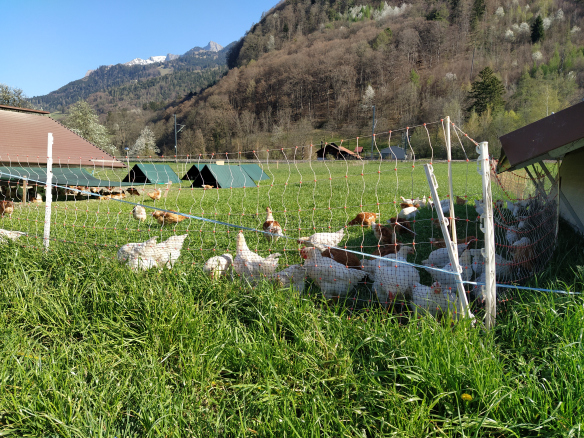 Die Hühner freuen sich