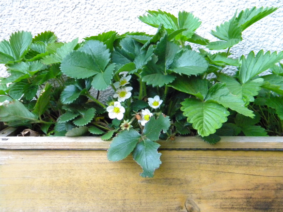Die Erdbeeren freuen sich