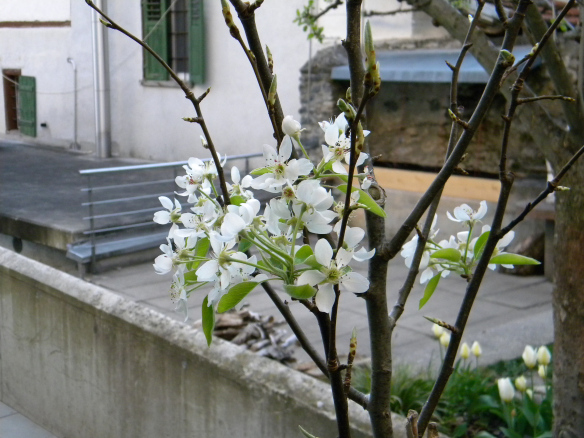 Die Birne freut sich