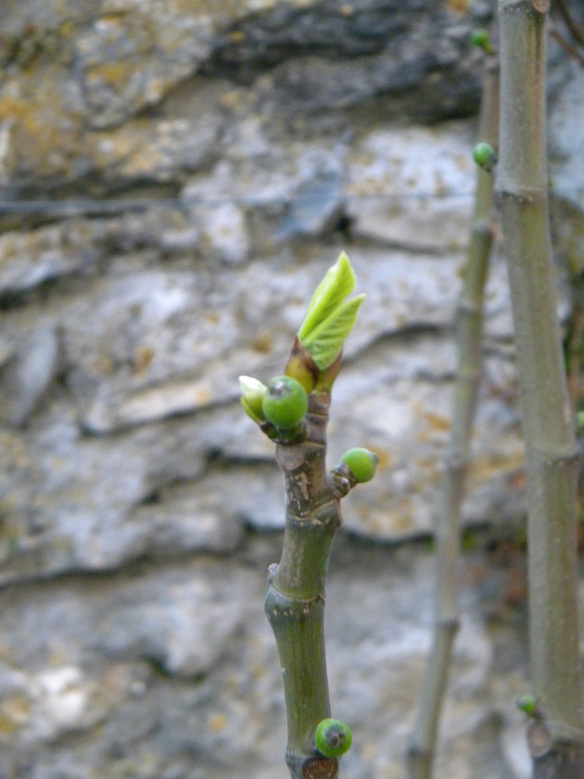 Die Feige freut sich