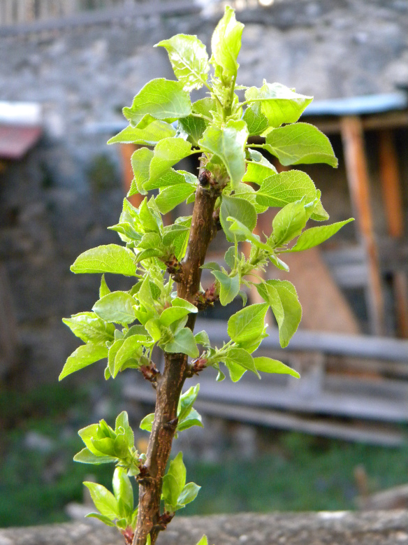 Die Aprikose freut sich