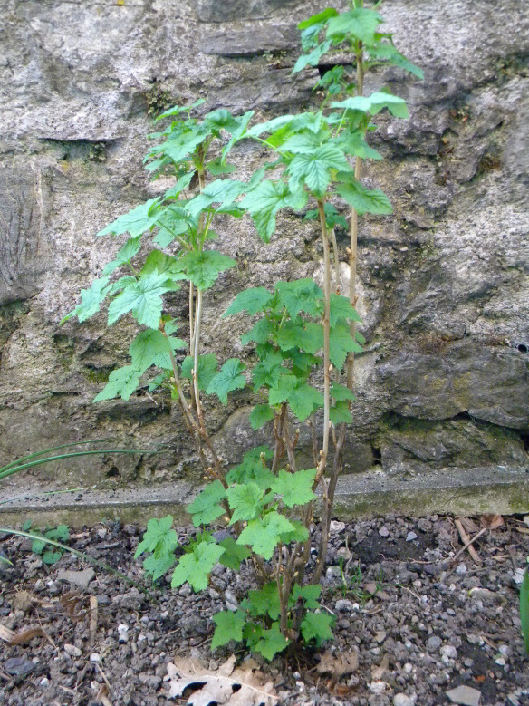 Die Johannisbeere freut sich
