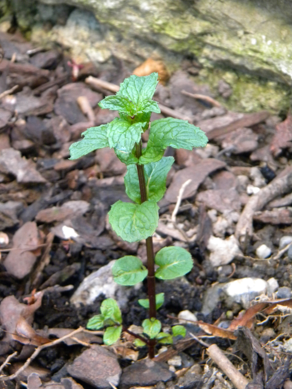 Die Minze freut sich