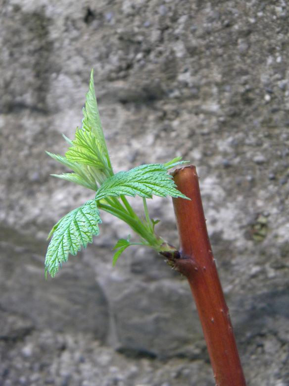 Die Himbeere freut sich