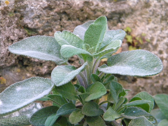 Der Salbei freut sich