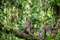 Four monkeys sitting on a tree branch surrounded by dense green foliage